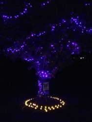 dv-awareness-month-purple-light-night-at-burlington-pd